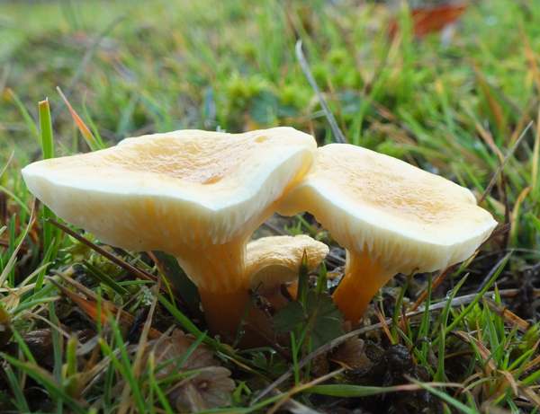 Hygrophoropsis pallida, New Forest, Hampshire UK