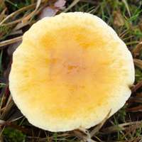 Cap of Hygrophoropsis pallida