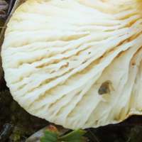 Gills of Hygrophoropsis pallida