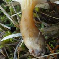 Stem of Hygrophoropsis pallida