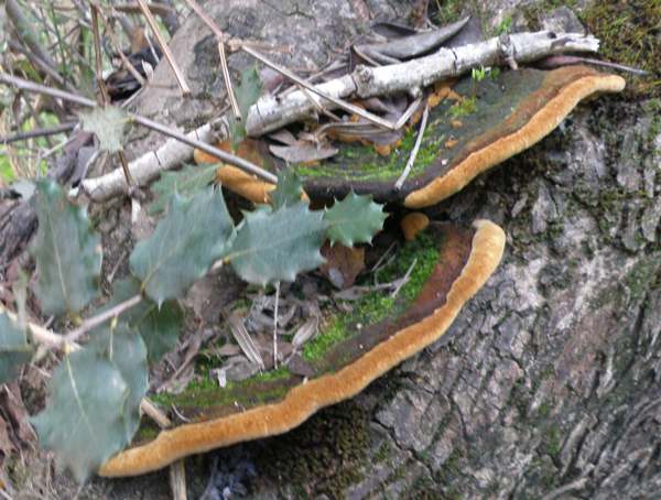 Fuscoporia torulosa, Tufted Bracket in Portugal
