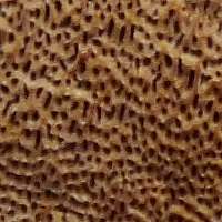 Fertile surface of Fuscoporia torulosa