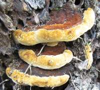 Young Tufted Brackets on an oak trunk