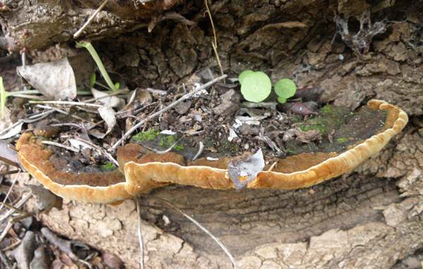 Fuscoporia torulosa, Tufted Bracket, Algarve region of Portugal