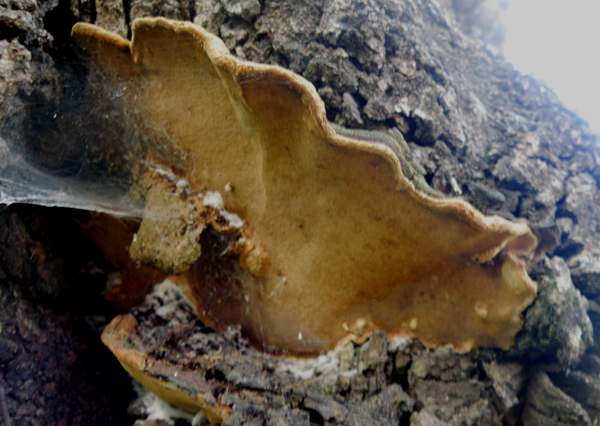 Fuscoporia torulosa, Tufted Bracket, top view