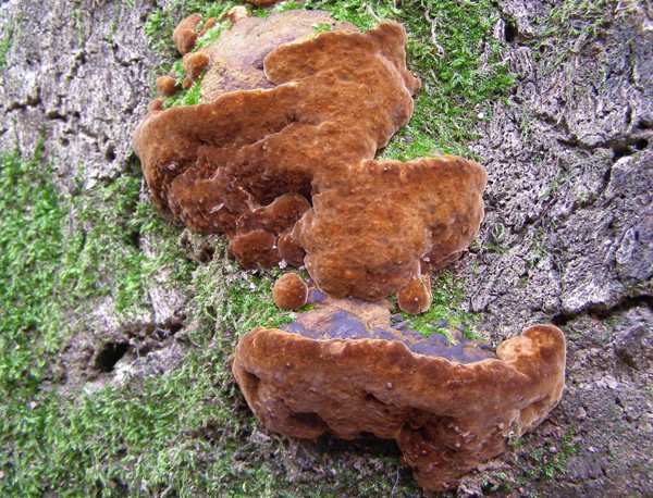 Fuscoporia torulosa on an oak trunk, southern Portugal