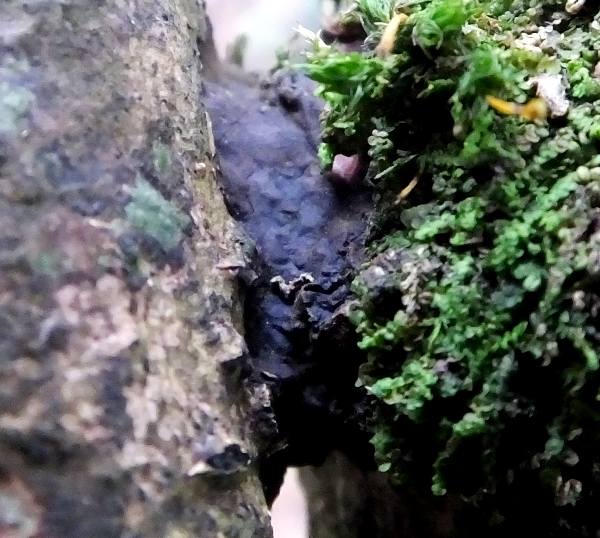 Hymenochaete corrugata, Glue Crust fungus