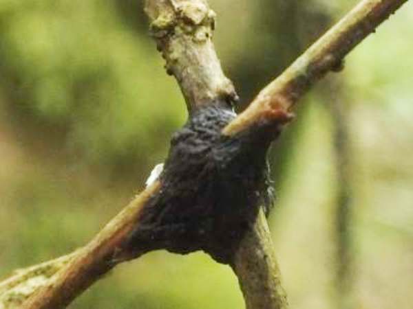 Glue Fungus, Hymenochaete corrugata on Hazel