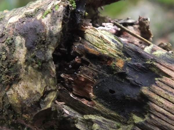 Glue Crust fungus on a broken Hazel branch