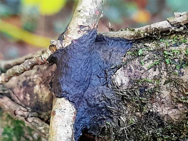Hymenochaete corrugata, Glue Crust fungus, Pembrokeshire, Wales