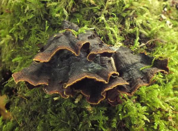 Hymenochaete rubiginosa, Oak Curtain Crust