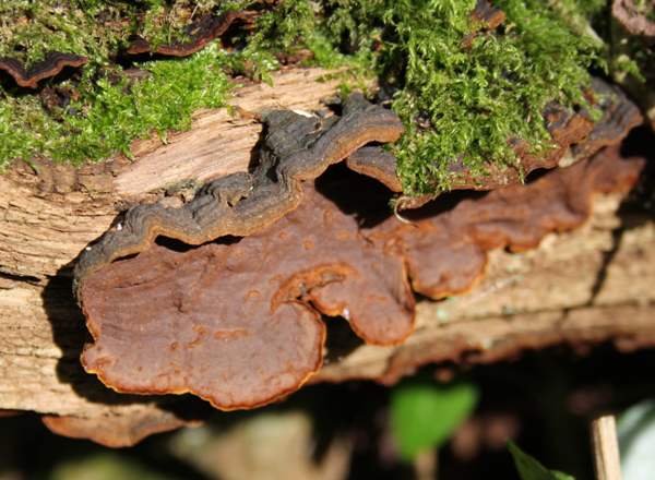 Hymenochaete rubiginosa, Gloucestershire