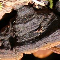 Hymenochaete rubiginosa, closeup of infertile surface