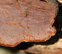 Hymenochaete rubiginosa, closeup of fertile surface
