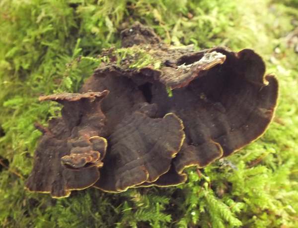 Hymenochaete rubiginosa, Cambridgeshire, England