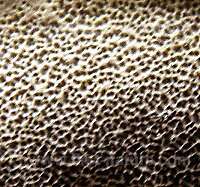 Pores of Inonotus radiatus