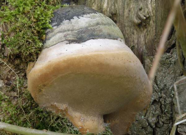 Phellinus igniarius Willow Bracket