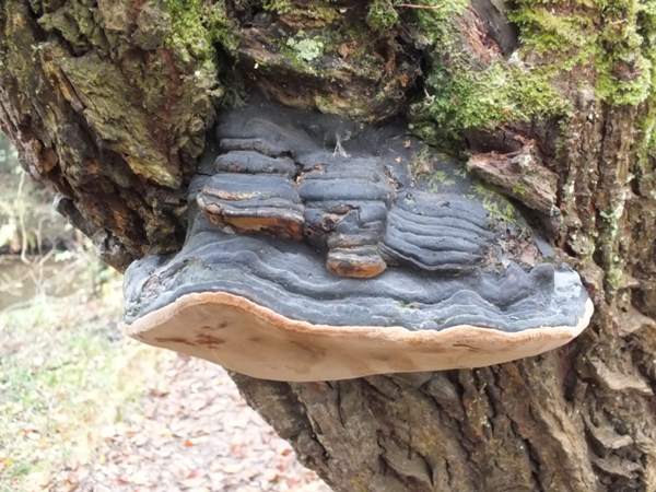 Phellinus igniarius, Willow Bracket, France
