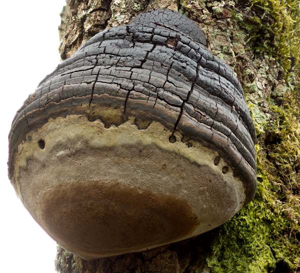 Phellinus igniarius, Willow Bracket, England