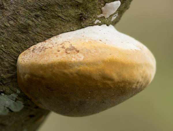 Young fruitbody of Phellinus igniarius