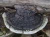 Phellinus populicola