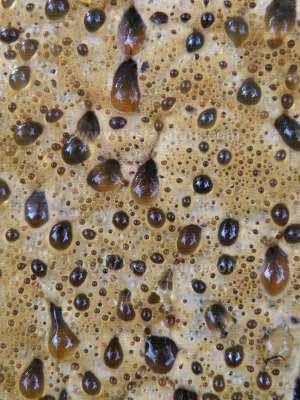 Infertile surface of Pseudoinonotus dryadeus