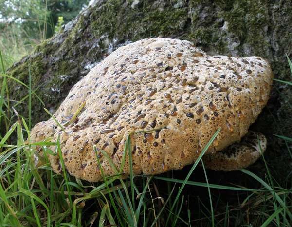 Oak Polypore, Pseudoinonotus dryadeus, a large fruitbody