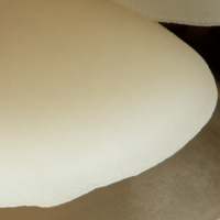 Cap of Crepidotus applanatus