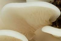 Gills of Crepidotus applanatus