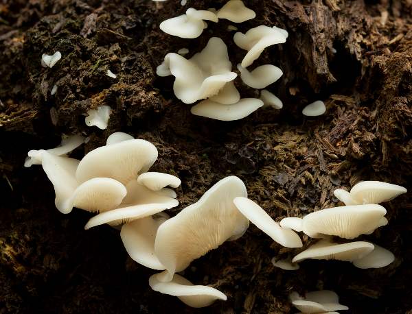 Crepidotus applanatus, Hampshire UK