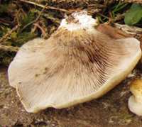 Gills of Crepidotus calolepis