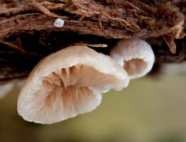 Crepidotus cesatii - the Roundspored Oysterling, Hampshire, England 