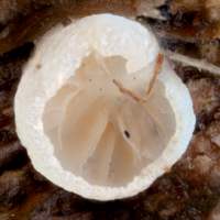 Gills of Crepidotus cesatii