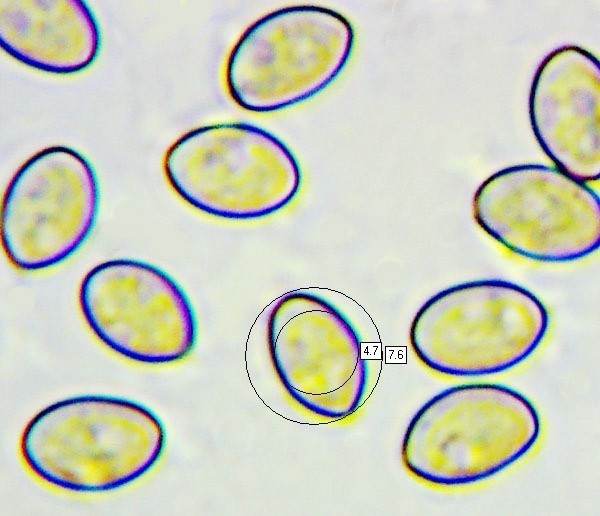 Spores of Crepidotus mollis