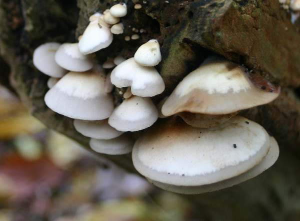 Crepidotus mollis - Peeling Oysterling