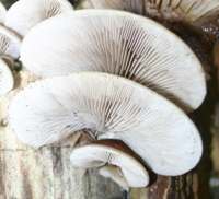 Gills of Crepidotus mollis, the Peeling Oysterling