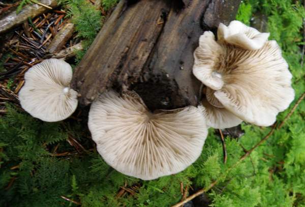 Crepidotus mollis - Peeling Oysterling, view of gills