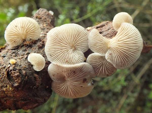 Crepidotus mollis - Peeling Oysterling,  gills