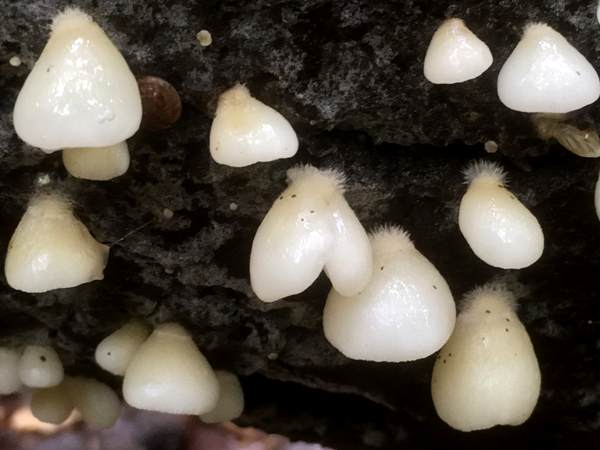 Crepidotus mollis - Peeling Oysterling, southern England