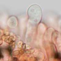 Spores of <em>Crepidotus variabilis</em>