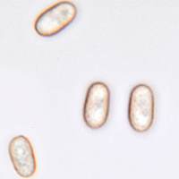 Spores of <em>Crepidotus variabilis</em>