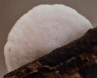 Cap of Crepidotus variabilis