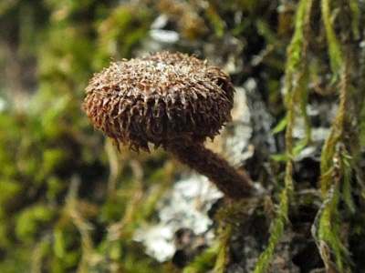 Flammulaster muricatus, Scaly Spark, Hampshire UK
