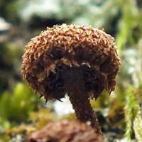 Cap of Flammulaster muricatus, Scaly Spark