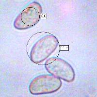 Spores of <em>Inocybe erubescens</em>