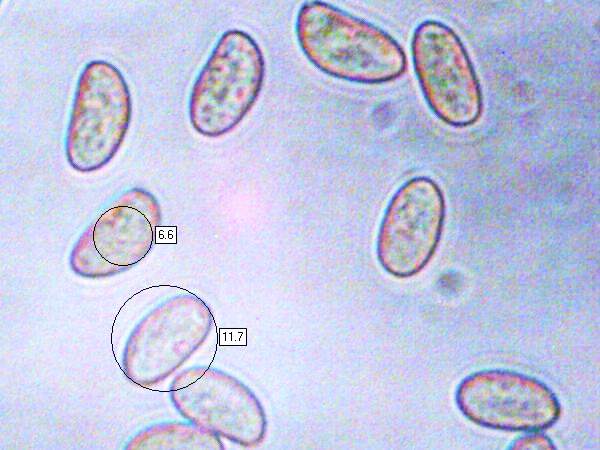 Spores of Inocybe erubescens