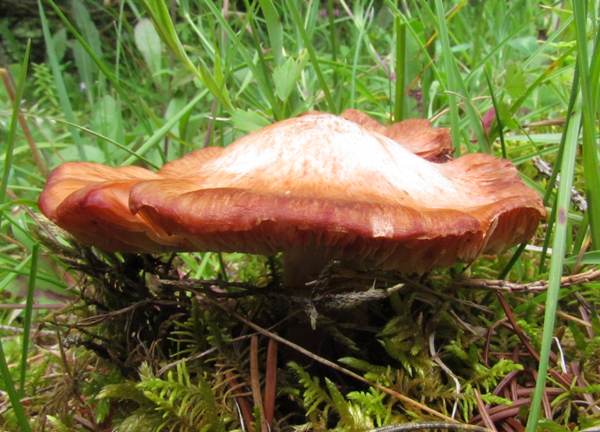 Inocybe erubescens, Deadly Fibrecap
