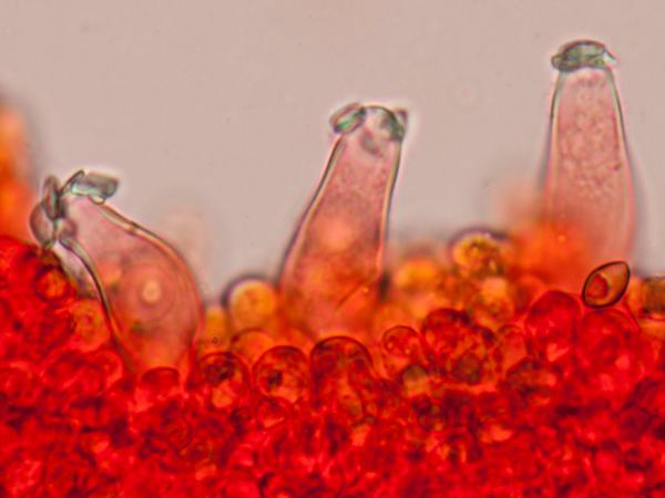 Cheilocystidia of Inocybe geophylla