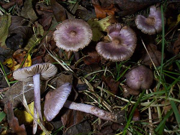 Inocybe geophylla var lilacina - Lilac Fibrecap, France