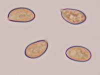 Spores of <em>Inocybe geophylla</em>